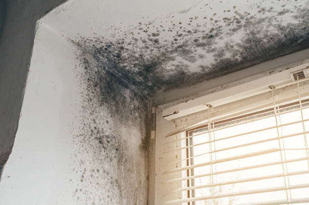 Mold Remediation service in New Market, New Market, VA