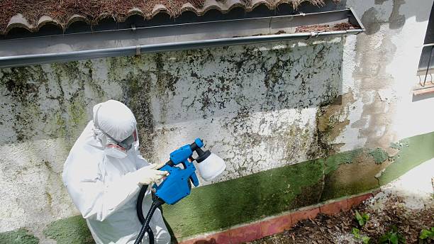 Mold Removal service in New Market